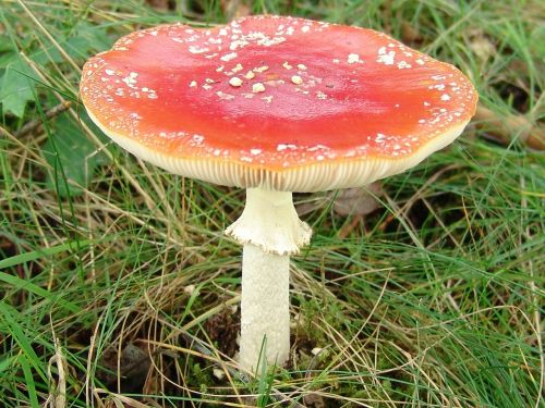 fly agaric mushroom nature