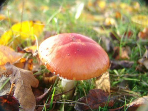 fly agaric mushroom nature