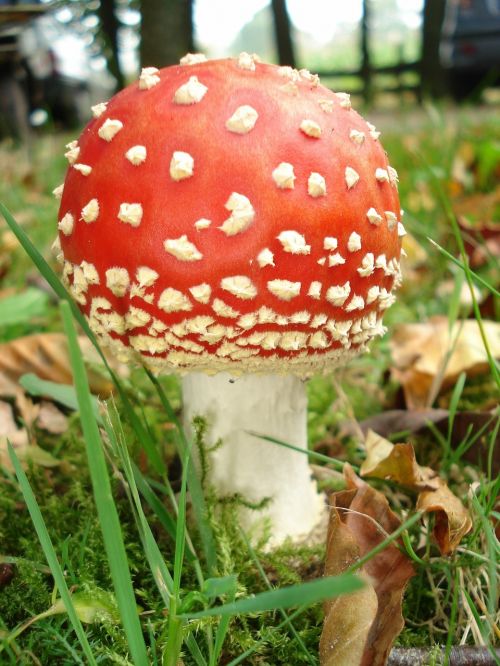 fly agaric mushroom nature