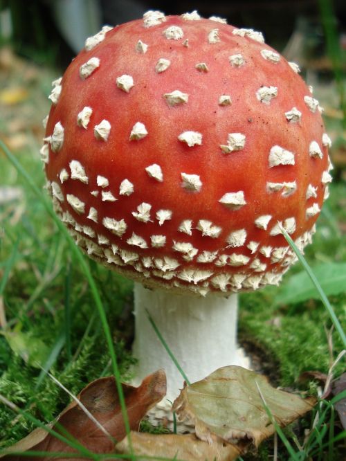 fly agaric mushroom nature