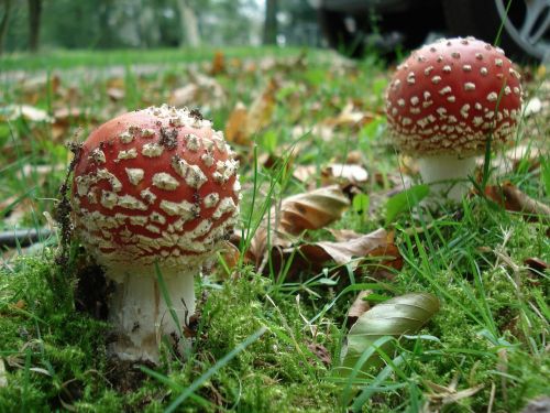 fly agaric mushroom nature