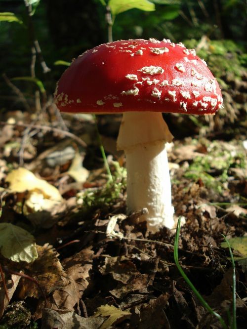 fly agaric mushroom nature