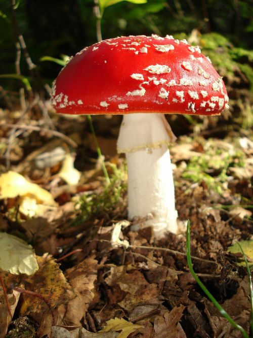 fly agaric mushroom nature