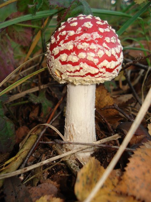 fly agaric mushroom nature