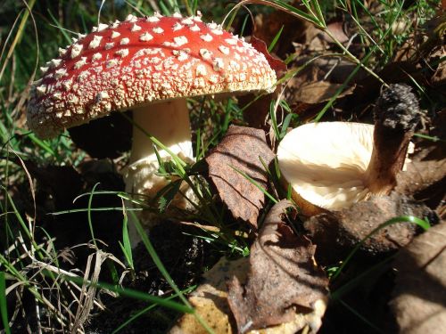 fly agaric mushroom nature