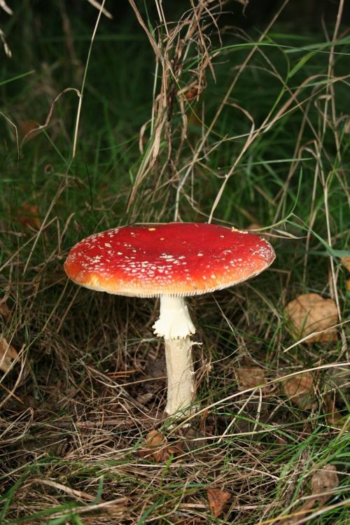 fly agaric mushroom nature