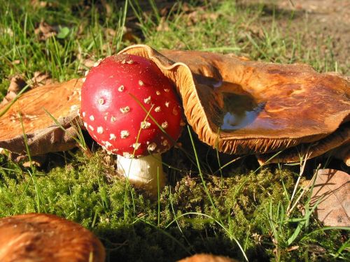 fly agaric mushroom nature