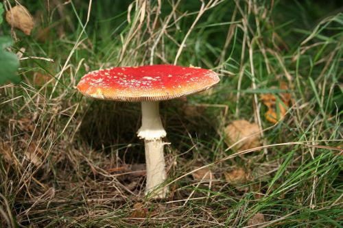 fly agaric mushroom nature