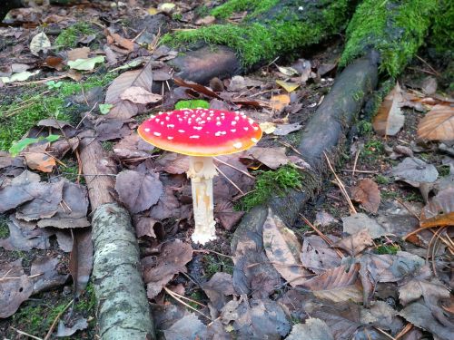 fly agaric red fly agaric mushroom toxic