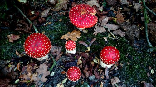 fly agaric autumn toxic