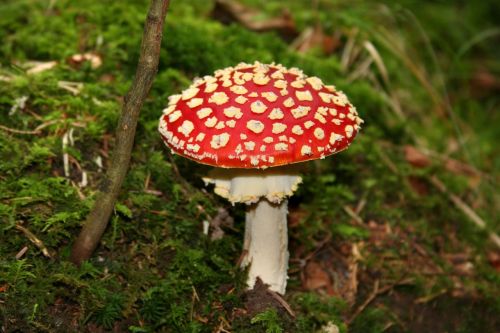 fly agaric forest mushroom toxic