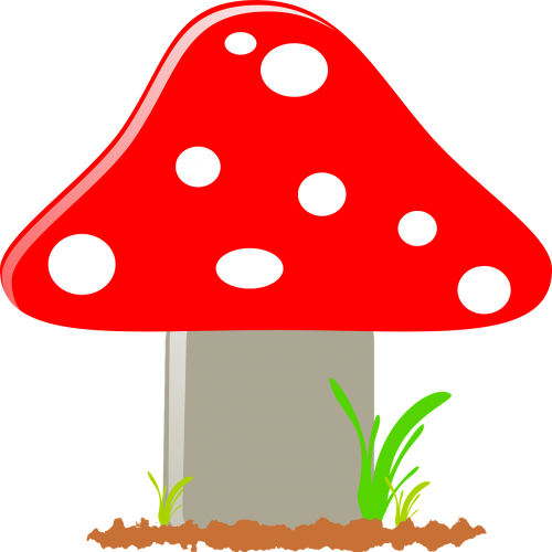 fly agaric mushroom toxic