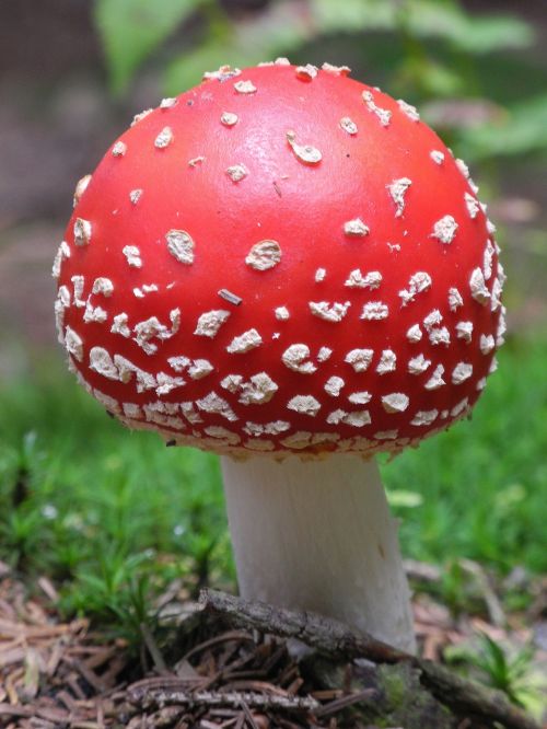 fly agaric mushroom red