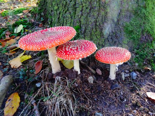 fly agaric mushroom autumn