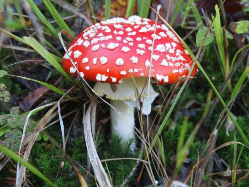 fly agaric forest mushroom nature