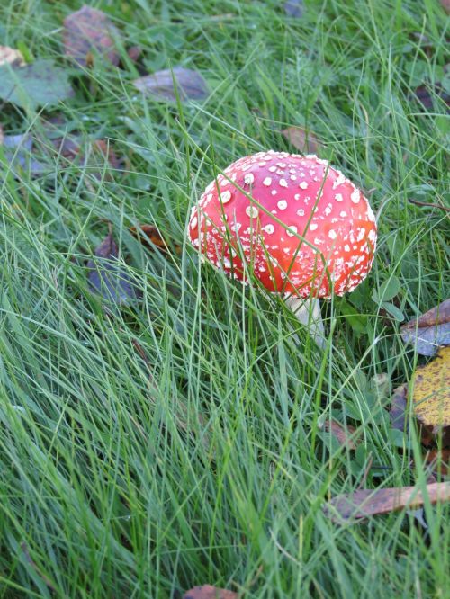 fly agaric red heinikko