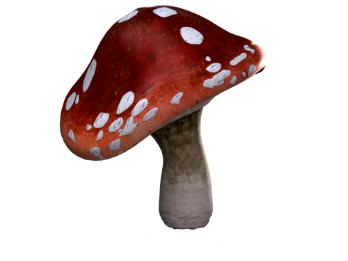 fly agaric mushrooms fantasy