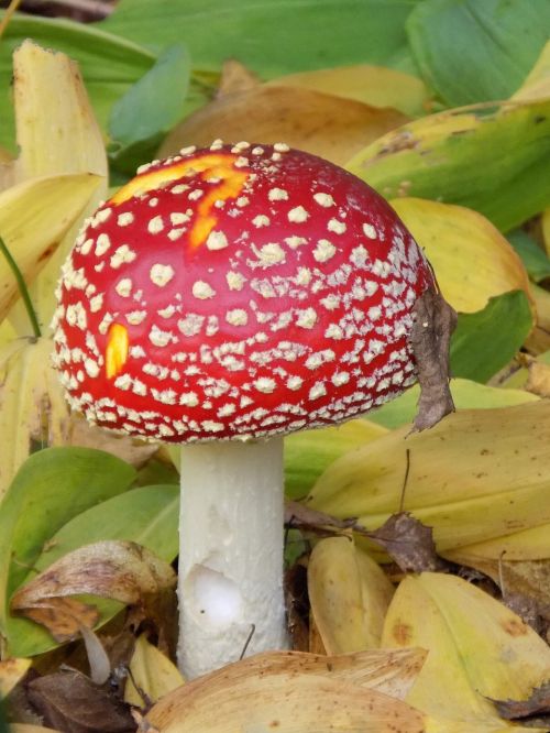 fly agaric toxic nature