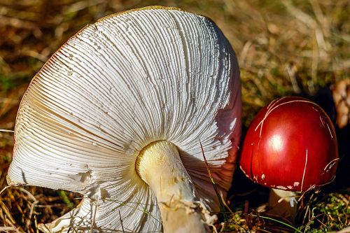 fly agaric mushroom toxic