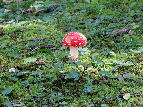 fly agaric mushroom forest mushroom