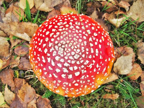 fly agaric become larger mushroom hat