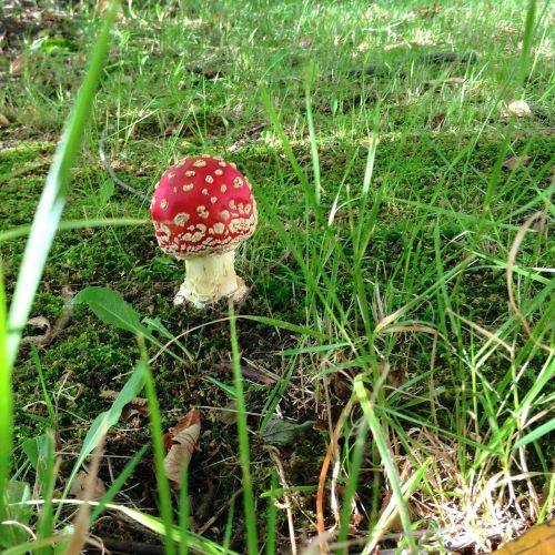 fly agaric mushroom forest