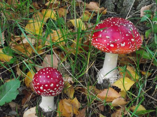 fly agaric walk autumn