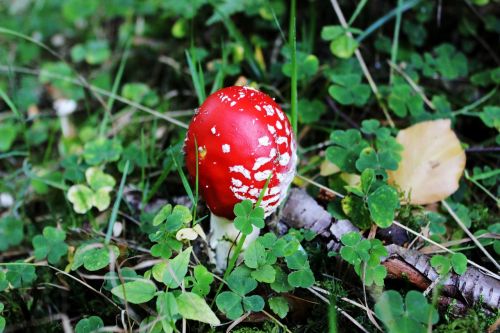 fly agaric klee forest floor