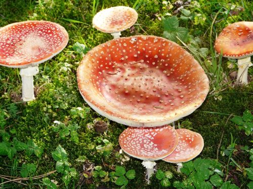 fly agaric grass meadow