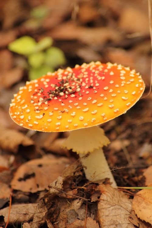 fly agaric amanita muscaria forest