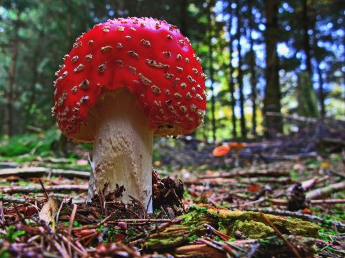 fly agaric mushroom forest