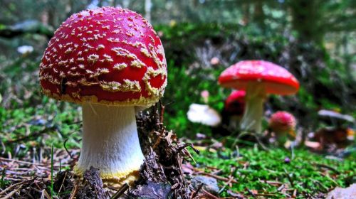 fly agaric mushroom forest