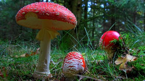 fly agaric mushroom forest