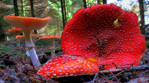 fly agaric mushroom forest