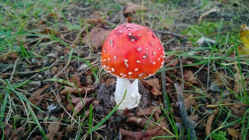 fly agaric gift nature