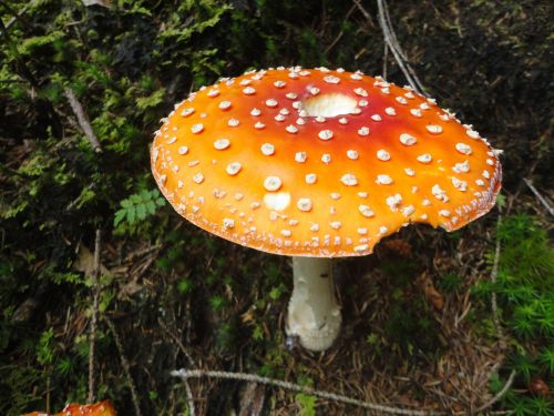 fly agaric forest toxic