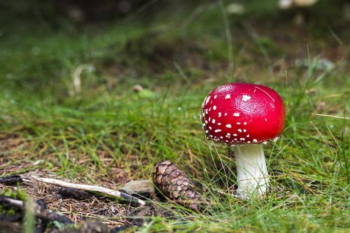 fly-agaric toxic mushroom red mushroom