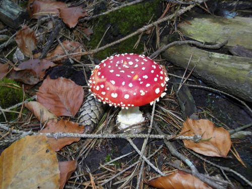 fly agaric nature forest