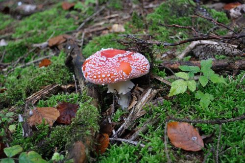 fly agaric forest red fly agaric mushroom