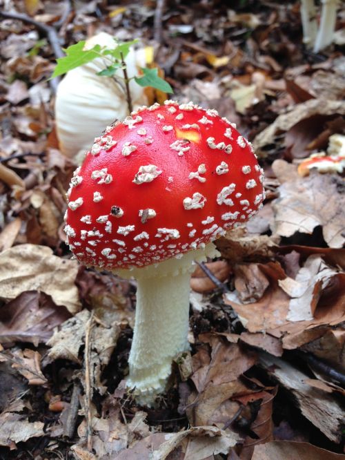 fly agaric autumn nature