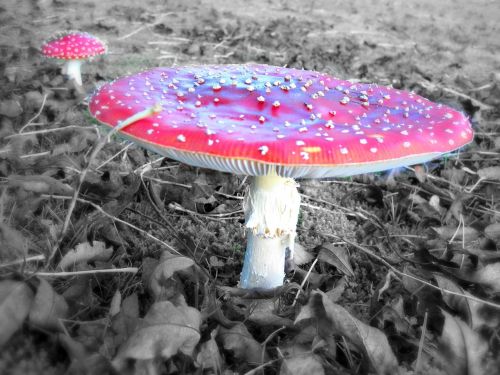 fly agaric mushroom toxic