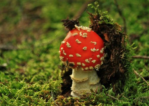 fly agaric mushroom mushrooms