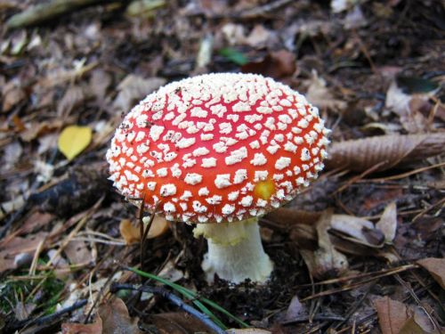 fly agaric mushrooms forest