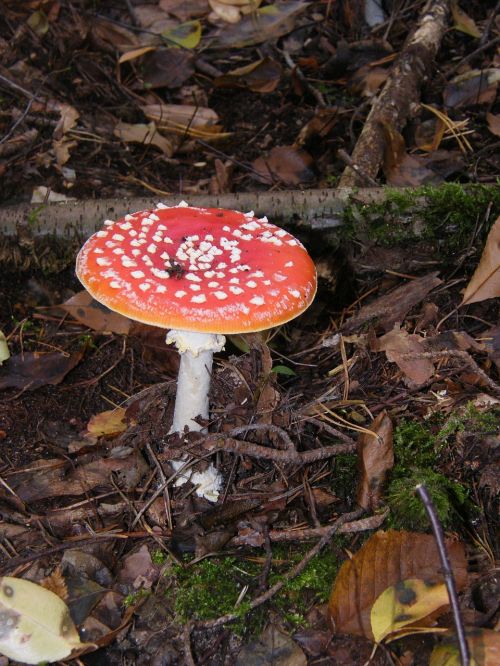 fly agaric mushrooms forest