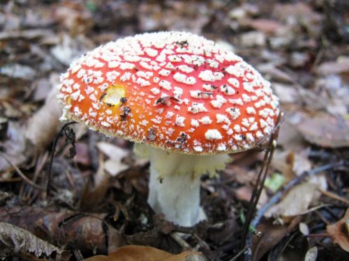 fly agaric mushrooms forest