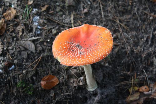 fly agaric forest hamburg