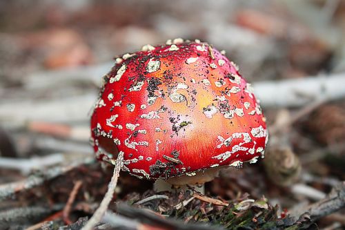 fly agaric mushroom toxic