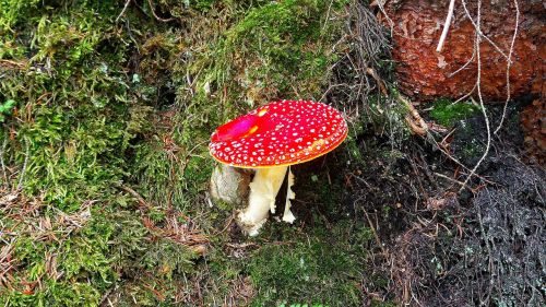 fly agaric toxic forest floor
