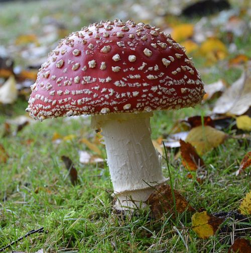 fly agaric garden toxic