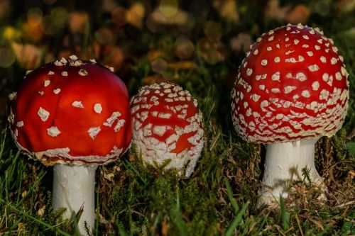 fly agaric autumn toxic